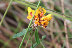 Pultenaea myrtoides