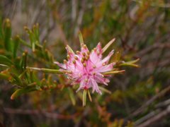 Diastella proteoides