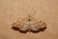 Idaea circuitaria