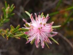 Diastella proteoides