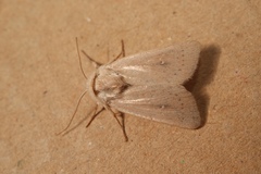 Mythimna sicula