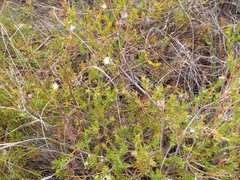 Diastella proteoides