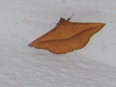Striglina