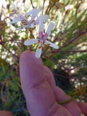 Pelargonium crithmifolium