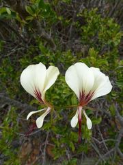 Pelargonium tetragonum