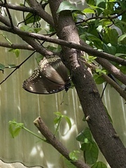 Hypolimnas bolina