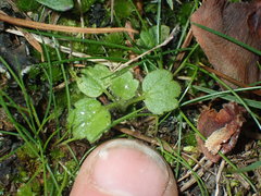 Ranunculus parviflorus