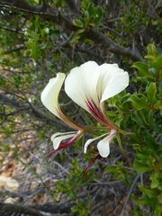 Pelargonium tetragonum