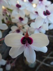 Pelargonium tricolor