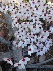 Pelargonium tricolor