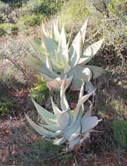 Aloe striata