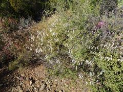Pelargonium trifidum
