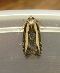 Acleris gloveranus