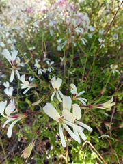 Pelargonium trifidum
