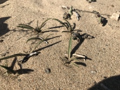 Chlorophytum viscosum