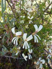 Pelargonium trifidum