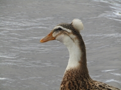 Anas platyrhynchos domesticus