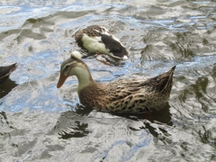 Anas platyrhynchos domesticus