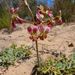Pelargonium radulifolium - Photo Ningún derecho reservado, subido por Di Turner