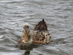 Anas platyrhynchos domesticus