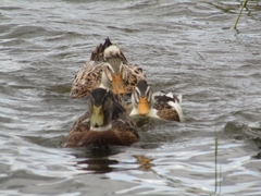 Anas platyrhynchos domesticus