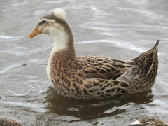 Anas platyrhynchos domesticus