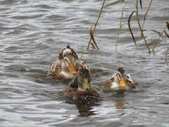 Anas platyrhynchos domesticus