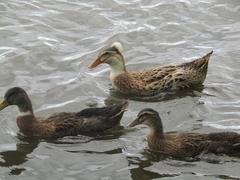 Anas platyrhynchos domesticus