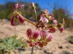 Pelargonium radulifolium