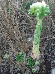 Sempervivum globiferum