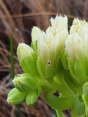 Sempervivum globiferum