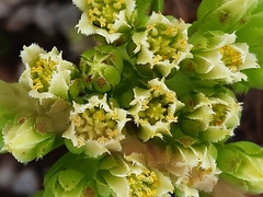 Sempervivum globiferum