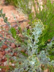Pentzia dentata