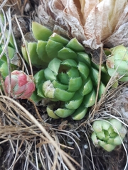 Sempervivum globiferum