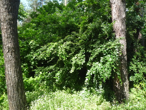 Cotoneaster acutifolius