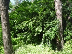 Cotoneaster acutifolius