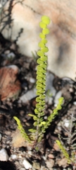 Cliffortia pulchella