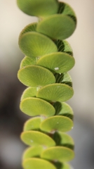 Cliffortia pulchella