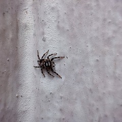 Orientattus aurantius