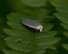 Eilema griseola