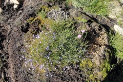 Syncarpha canescens canescens