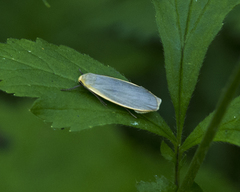 Eilema griseola
