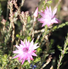 Syncarpha canescens canescens