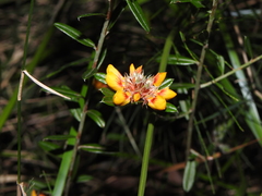 Pultenaea myrtoides