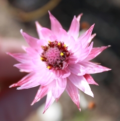 Syncarpha canescens canescens