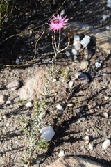 Syncarpha canescens canescens