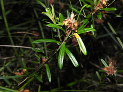 Pultenaea myrtoides