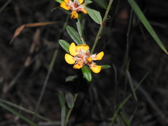 Pultenaea myrtoides