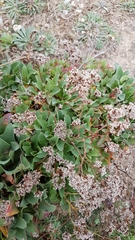 Limonium ovalifolium