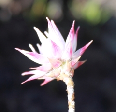 Syncarpha canescens canescens